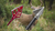 pointe de chasse pour fleche de carbone