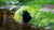 ours noir sur le bord d'un plan d'eau