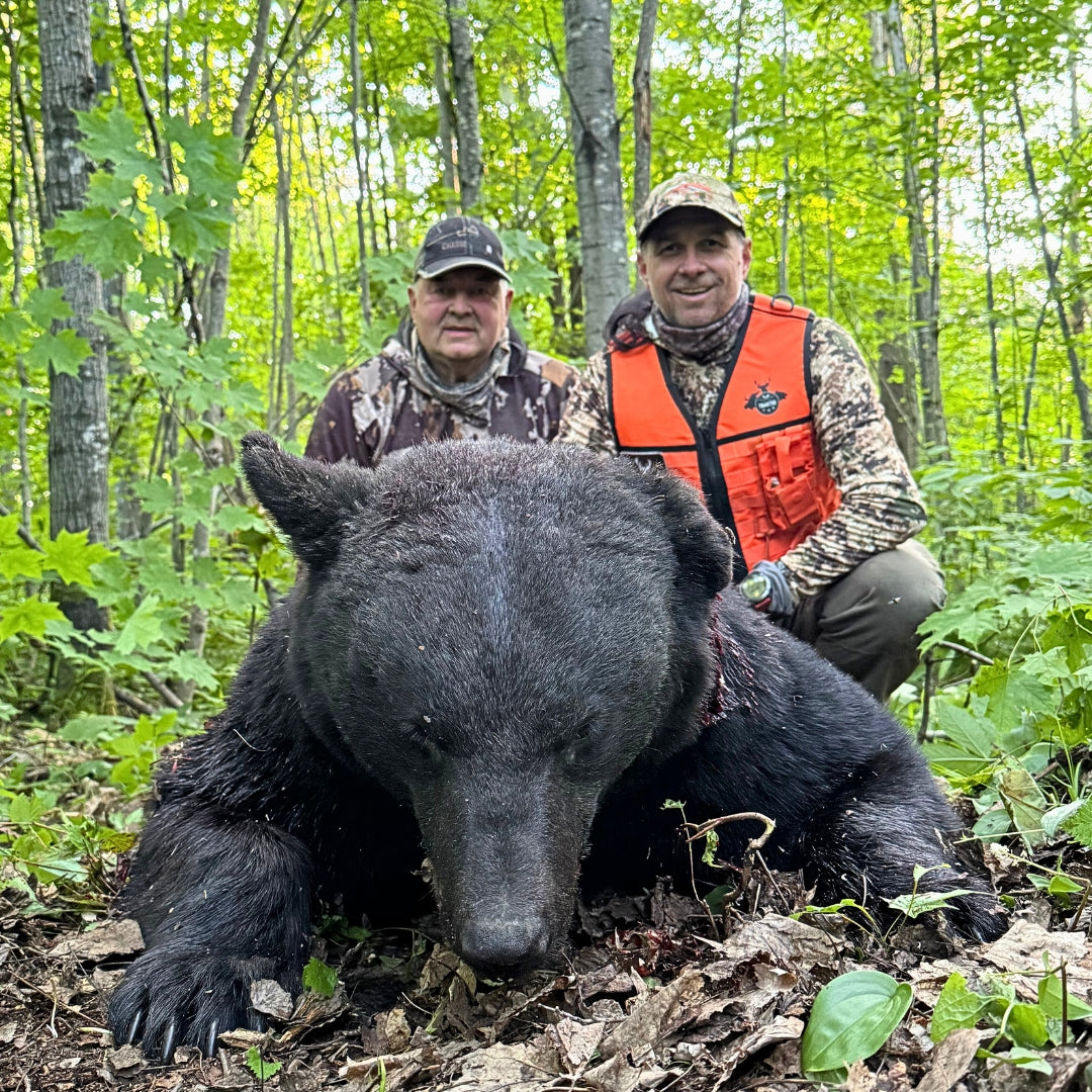 guide avec client recolte d'un ours mature en Outaouais