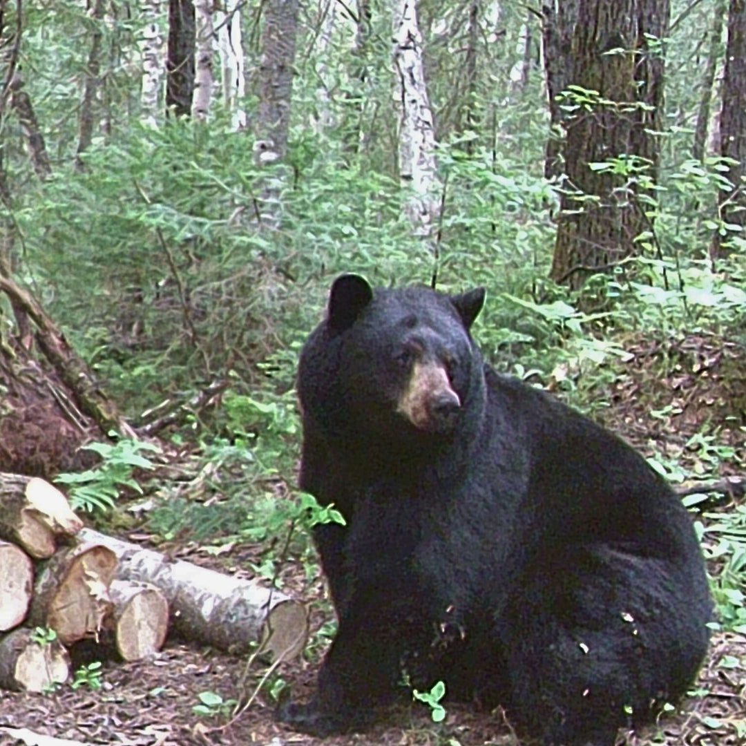 ours mature dans un appât en Outaouais