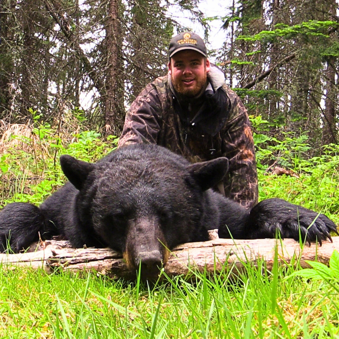Récolte ours mature en Outaouais