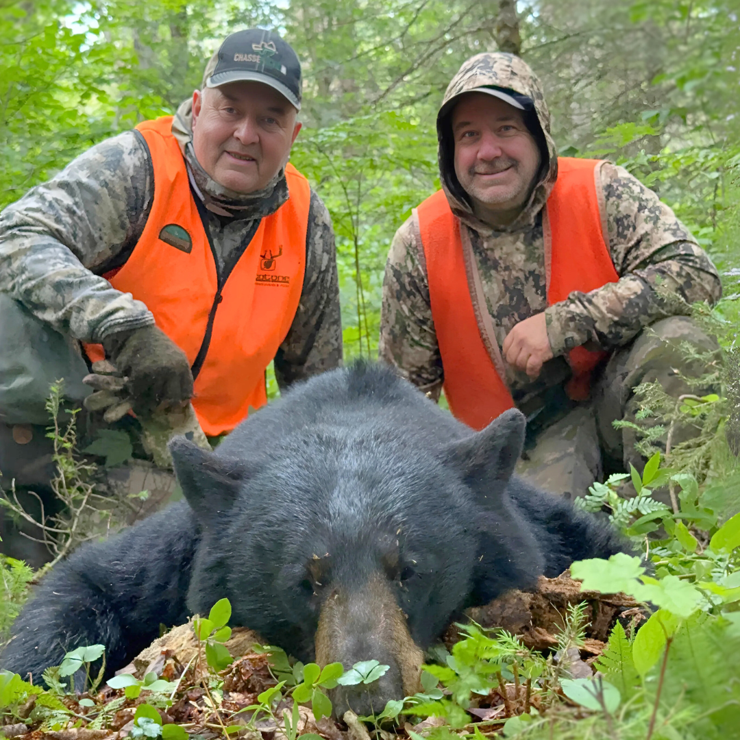 Récolte D'ours noir en outaouais
