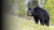 chasse à l'ours guidée
